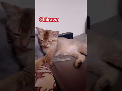 chikawa 😍 #cat #funny  #music #cute  #catlovers #cat  #catvideos #cutememes @subscribeme1992