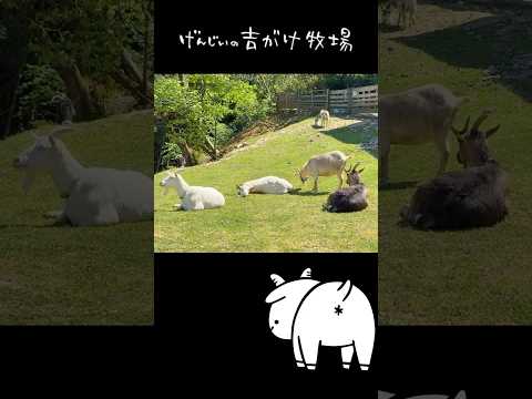 ぐでーっとしてるヤギが可愛すぎたｗ【癒し】#shorts