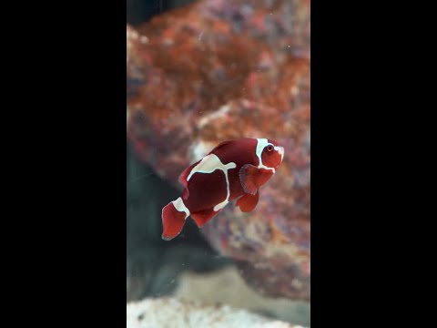 Coming this Wednesday to Diver's Den at 5pm CST! Coming this Wednesday to Diver's Den at 5pm CST!
#liveaquaria #diversden #wysiwyg #fishkeepers #fish