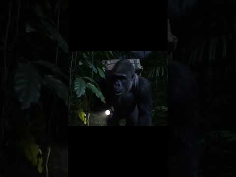 Curte o vídeo e segue nóis #ia #inteligenciaartificial #gorila!#gorilainfluencer  #capivaradelivery