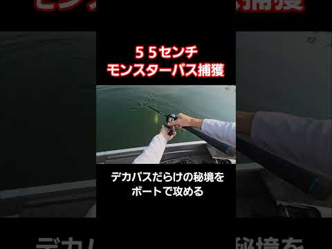 55センチ！モンスターバス捕獲！デカバスだらけの秘境をボートで攻める#バス釣り #bassfishing #デカバス#バス釣り好きな人と繋がりたい #ブラックバス#山口県 #山口バス釣り