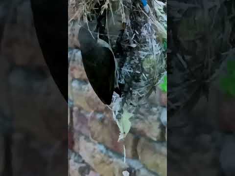 Nature’s Beauty – Sunbird Babies in Their Cozy Home (p 3) #shorts