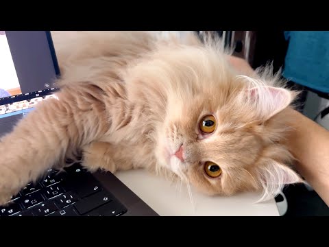 猫の動画サムネイル - しんどい日も、この猫たちを見ると全部リセットされる説
