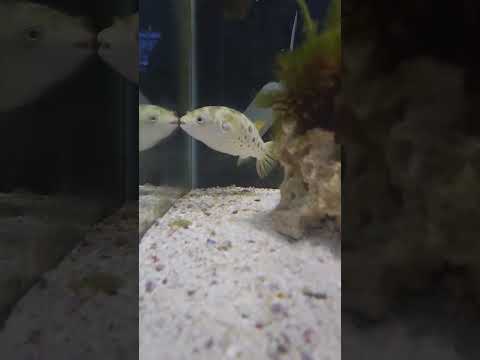Almost caught a PUFFER FISH PUFFING UP on camera!! I walked in the room and saw Gilbert deflating from a nice stretch for the first time. By the time I