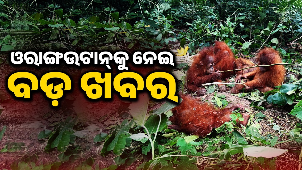 Orangutan Smuggling: STF Raids Digha Hotel & Howrah House | Black Thar Link | Argus News