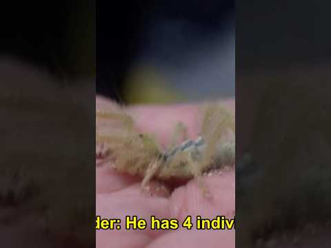 THE WEIRDEST ANIMAL ON THE PLANET!?! #learn #wildlife #creatures