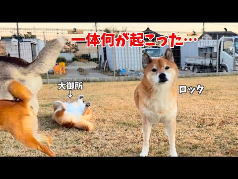 【神回‼️】自宅に招いた結果…想像以上の出来事が起こりました。柴犬ロックちゃんねるコラボ！！！