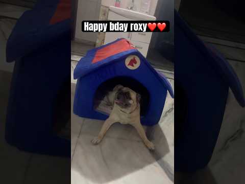 Happy bday ❤️❤️ #ytshorts #pug #mypug #funnyanimals#funny #funnypets #2025 #comedy #funnyvideo