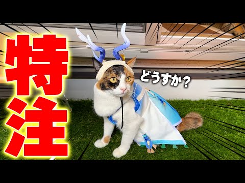 ベルちゃんの特注衣装を詳しく紹介：動物好き＆衣装ファン注目のポイント サムネイル