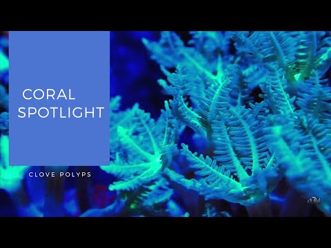 Coral Spotlight | Clove Polyps Common names_ clove polyp coral, clove coral, eight tentacle polyps

Difficulty Level_ Clove polyps 