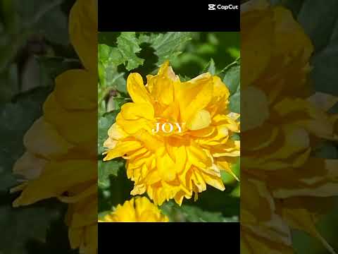 Can’t Steal My Joy🩷❤️