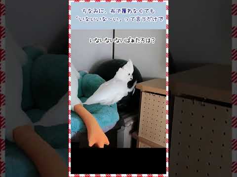 たろちゃんが「いないいないばぁ」を言い始めるとしつこいんだよ…😆　Once Taro starts  talking 
