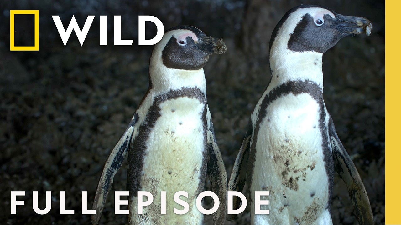 Survival of the Smartest (Full Episode) | Secrets of the Penguins | Nat Geo Animals