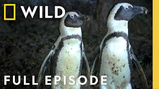 Thumbnail for the video "Survival of the Smartest (Full Episode) | Secrets of the Penguins | Nat Geo Animals" from Nat Geo Animals