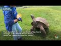 Meet Jonathan, the oldest tortoise in the world  - 01:14 min - News - Video
