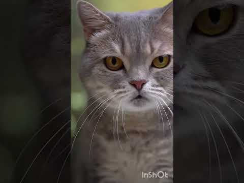 KUCING PELIHARAAN SELALU JADI TAMENG BAGI PENGHUNI RUMAH