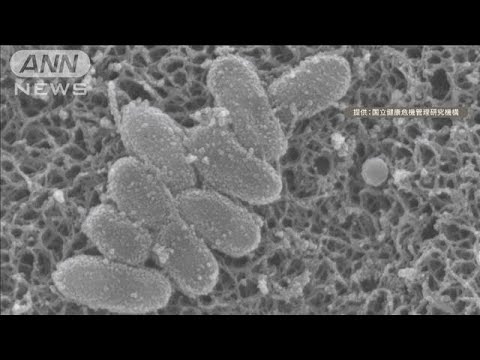 ニュースの動画サムネイル - 「百日せき」の患者数　3万人超え　去年1年間の8倍【知っておきたい！】【グッド！モーニング】(2025年6月25日)
