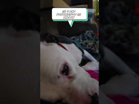 Django's bad mood! #petlife #doglife #django #grum Django gets grumpy when he's sleepy! and get that camera out of his face!