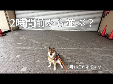 開店前のイオンに一番乗り！の柴犬・・・。 サムネイル