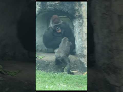 naughty #gorilla 😆 #gorillatag #金剛猩猩 #台北市立動物園 #zoo #shorts サムネイル