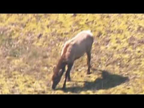 Skyking Archive: Elk near <strong>Mount</strong> Saint Helens (2007)
