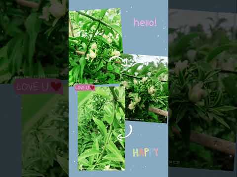 Chanh nho sau 5 tháng trồng đất