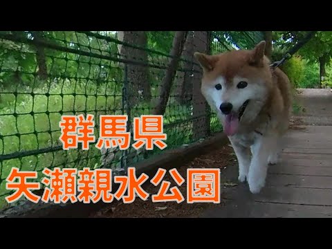 犬の動画サムネイル - 【1003】吊橋を渡る柴犬さん