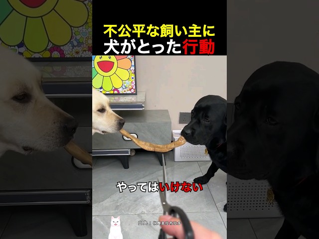 不公平な飼い主に、犬がとった行動