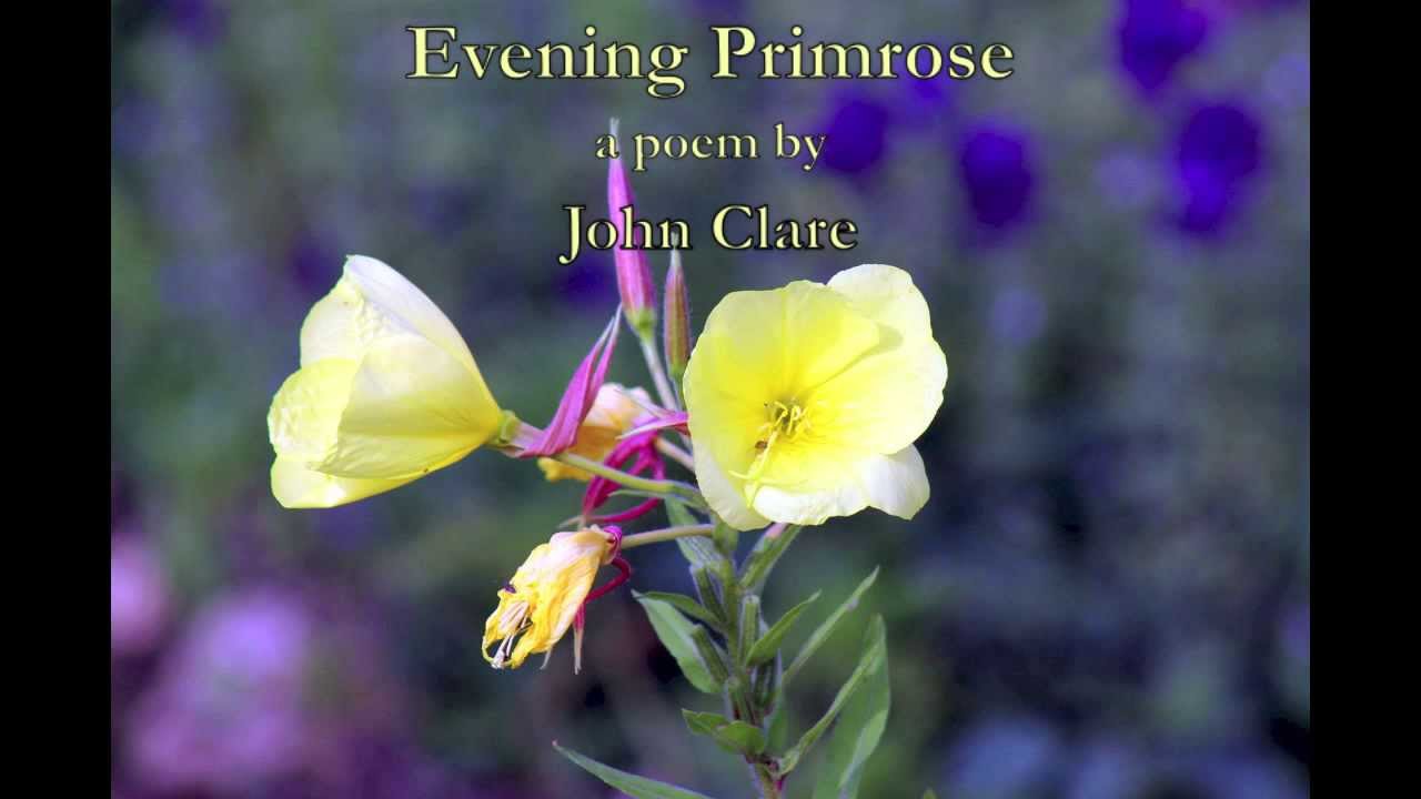 Evening Primrose a poem written by John Clare - YouTube