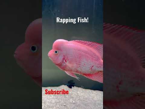 Rapping Fish! #flowerhorn #shorts #rapping #srm 
