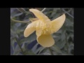 Fleur d'Onagre au ♥ de l'éclosion
