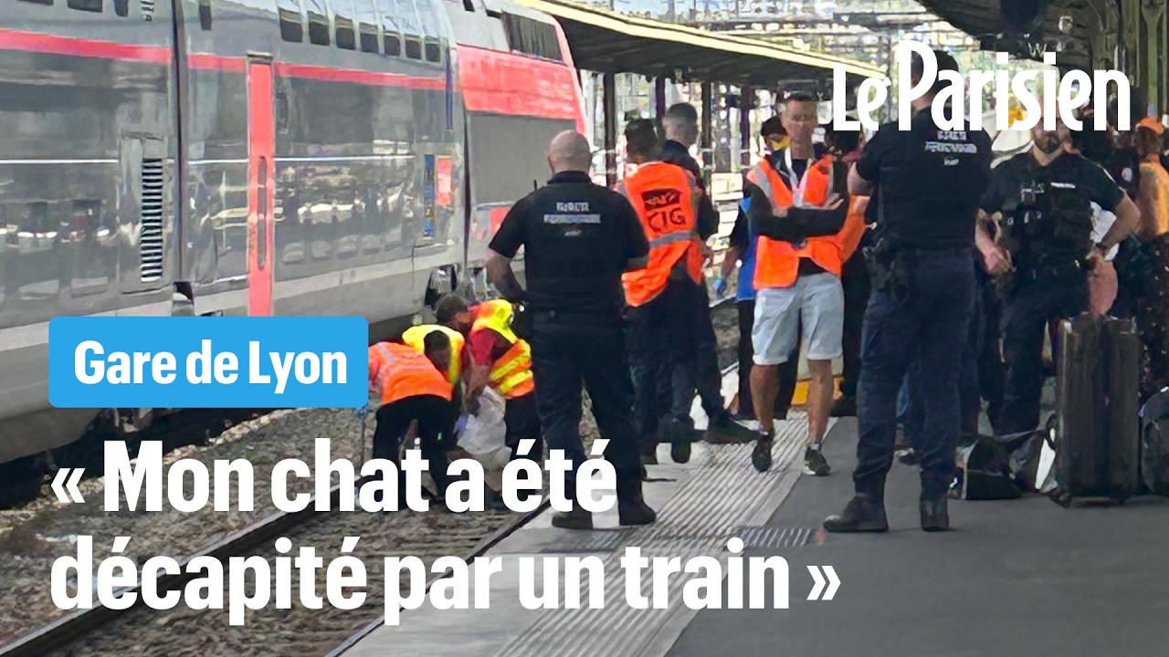 « La SNCF a tué Gina » : son chat meurt décapité par un train gare de Lyon
