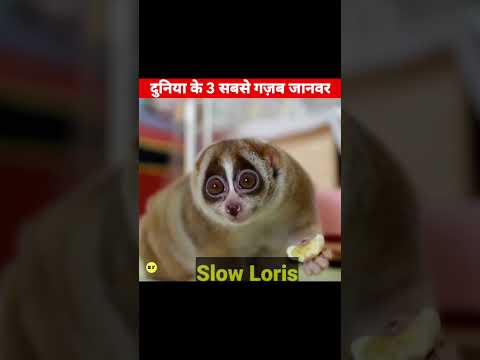 Az#samander #ke #andar# peene #facts fish