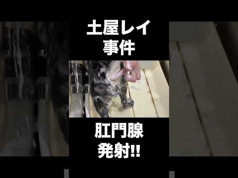 肛門腺発射事件!なつかしの動画からハイライトをお届け【土屋レイ】  #みーちゃん先生 #キャットグルーマー協会 #キャットグルーマーTV #肛門腺
