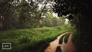 2 Hours of Rainy walk through countryside paths in Kerala | Relaxing ASMR rain sounds for sleeping