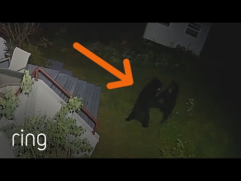 Black Bears Settle Their Differences in a Man's Yard! | RingTV