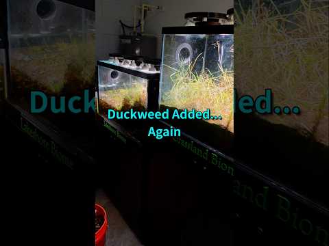 Duckweed usually grows out of control but it's dif 