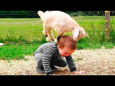 Kids and Babies Playing with Animals best Funny Videos - Funniest Home videos