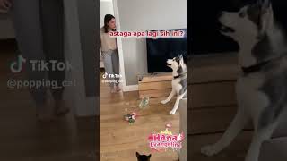 KUCING SIALAN #shorts