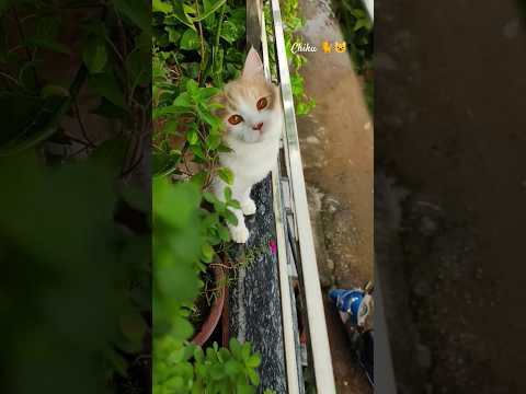 CAT VIDEO 🐈 KITTEN 🐾 I BILLI I CUTE BABY CAT #shorts #ytshorts #cat #catlovers #kitten #cats #love