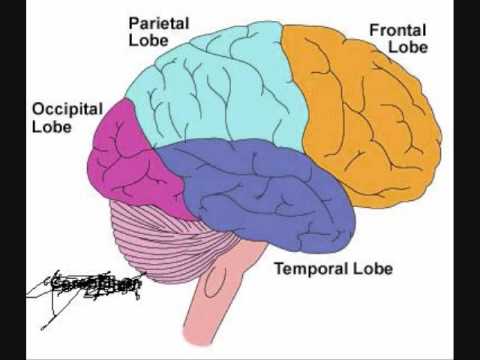 Psychology Project - The Brain - YouTube