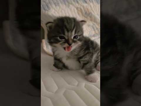 心が和むかわいい猫動画集｜癒しのひとときを楽しもう サムネイル