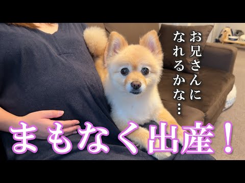 【出産直前】出産を控えたママに対する愛犬の行動が感動的でした…