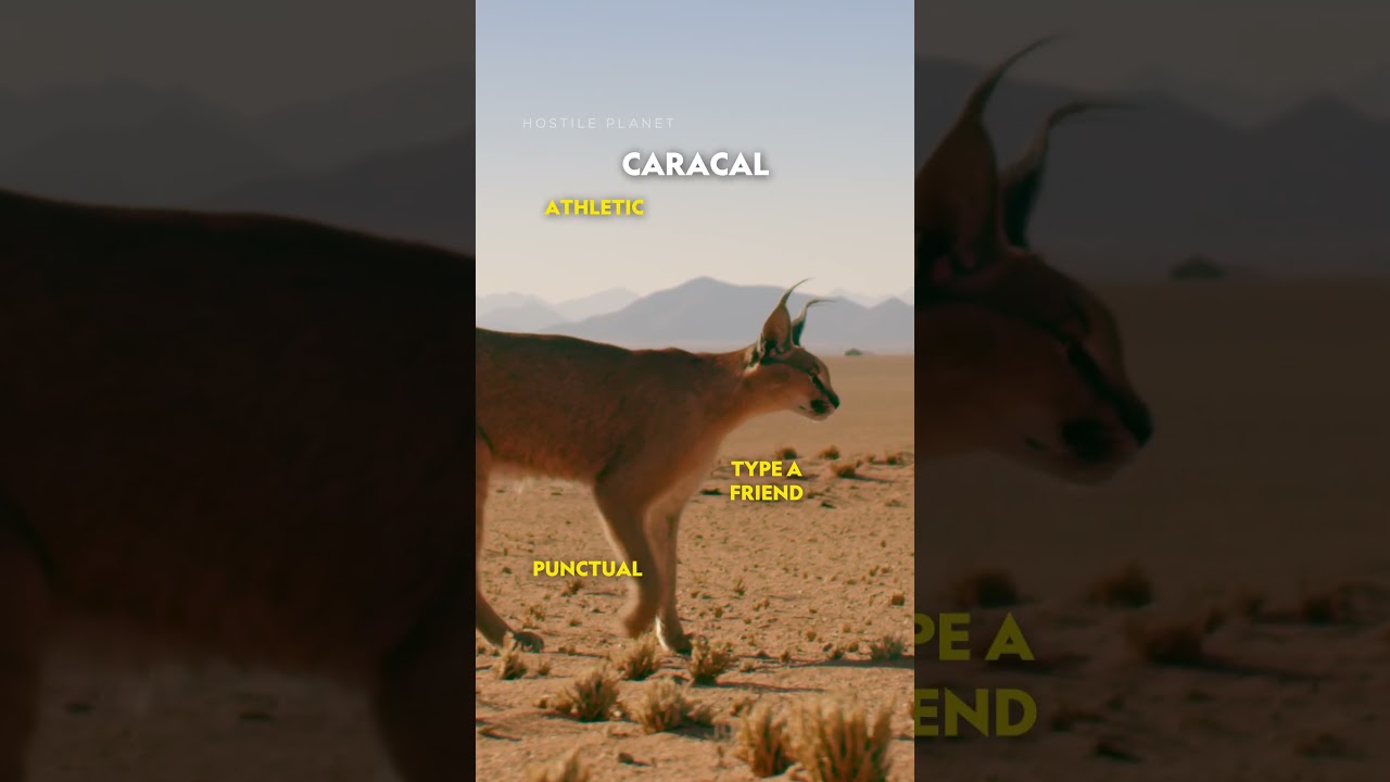 We’ve all got a bit of cat in us. The question is—what kind? 😼 #NatGeoAnimals #Cheetah