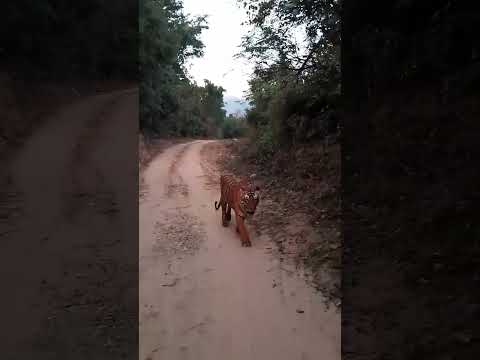 Corbett Tiger Head On - Jhirna zone !! #tiger #wildlife #majesticwildlife #discoverwildlife #forest