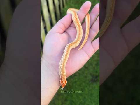 Beautiful Wild Animal Growth Transformation!