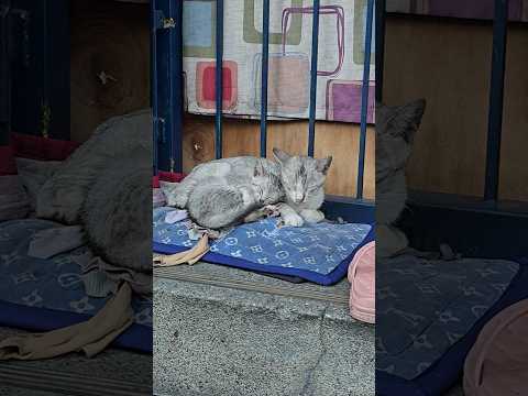 Mother and child #kitten #cat #catlovers #catvideos