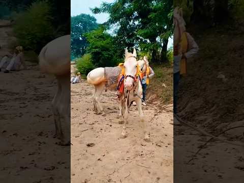 White Horse 🐎🐴