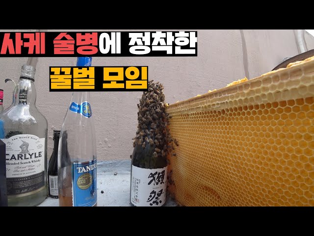 원래 세력에서 버림받고 시내 한복판 술병에 정착해버린 꿀벌세력 데려오기