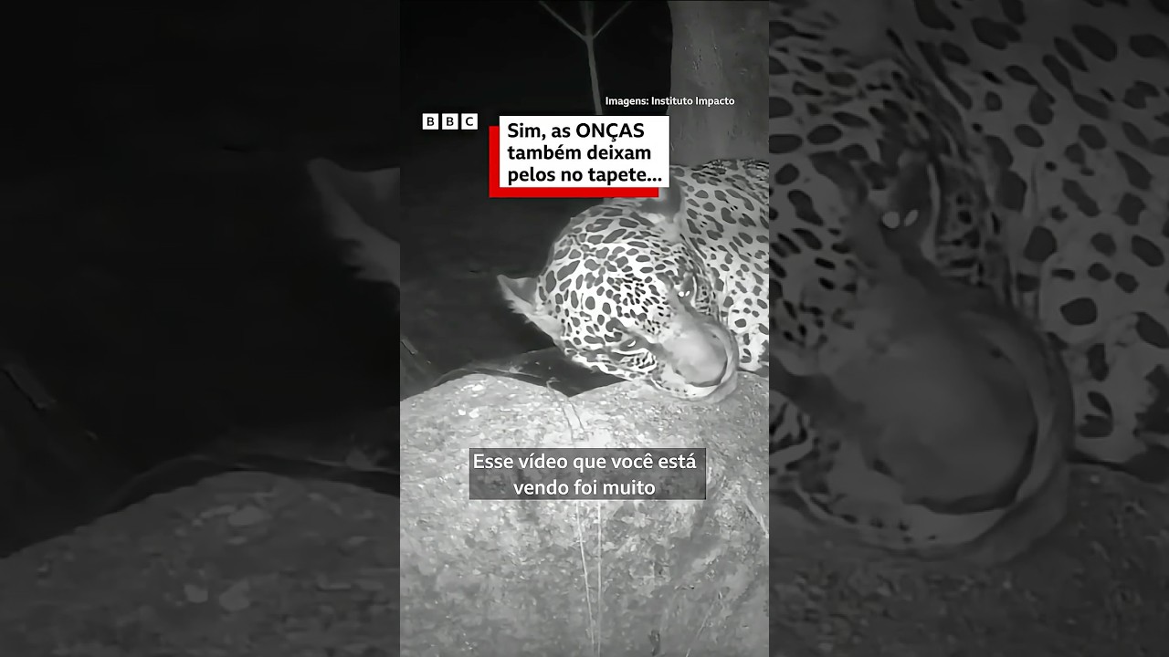 O tapete de onças inventado no Brasil que pode revolucionar pesquisas 🐆🔍